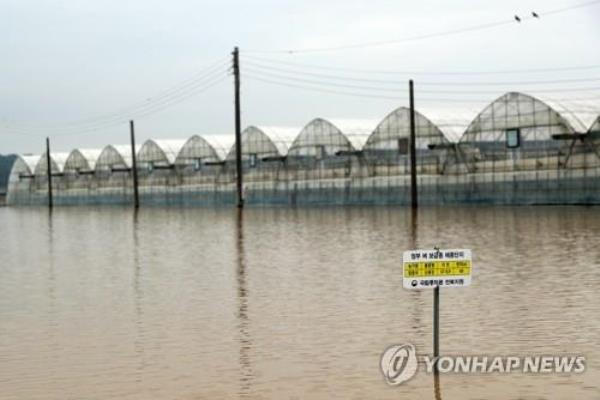 Rice paddies in the southern city of Iksan, North Jeolla Province, remain submerged on July 16, 2023 after heavy rain. (Yonhap)