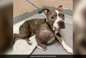 患有排球大小肿瘤的斗牛犬在美国接受手术后获得了新生