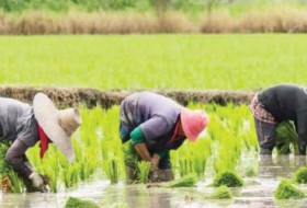 FG、农发基金向83个纳萨拉瓦农民团体分发农业投入