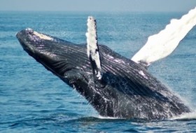 澳大利亚海域遇鲸撞船1死1伤