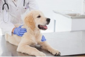 兽医提倡接种狂犬病疫苗