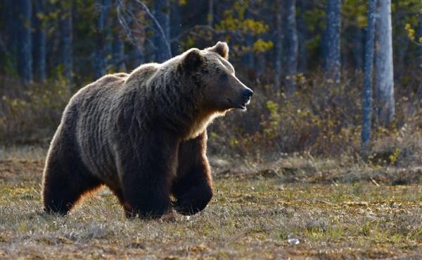Grizzly Bear Euthanised After It Kills Couple, Their Dog In Canadian Natio<em></em>nal Park