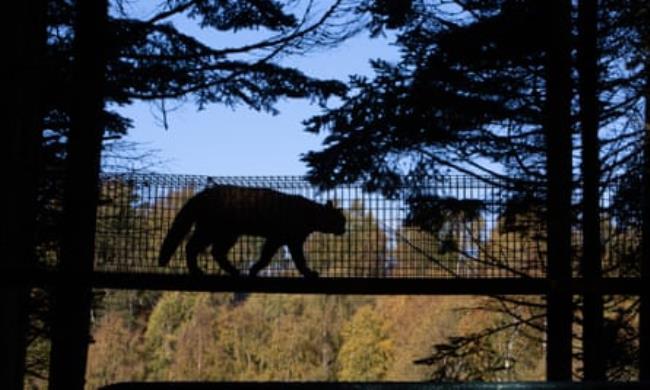 Wildcat on a fence