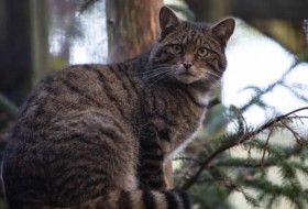 为了防止野猫在英国灭绝，苏格兰高地放生野猫