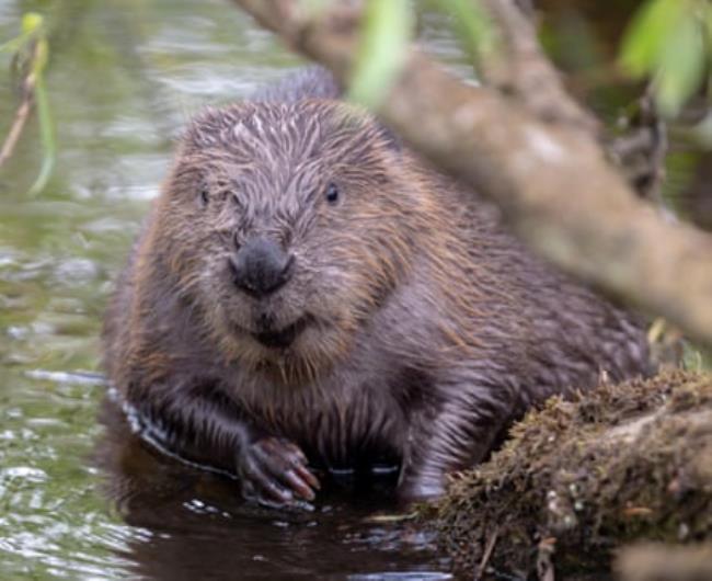A Scottish Eurasian beaver on the river Ericht, near Blairgowrie, Scotland.
