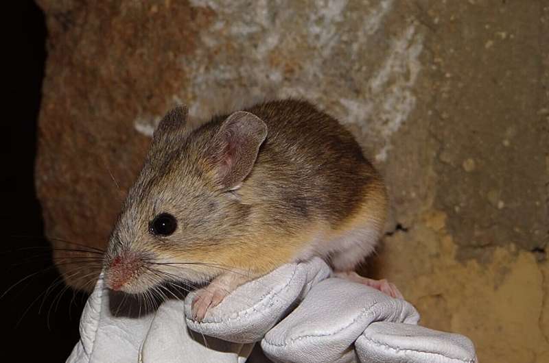 Mouse mummies point to mammalian life in 